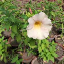 Yellow Flower Allamanda