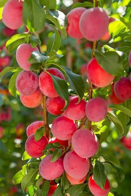 Alocha — الچہ