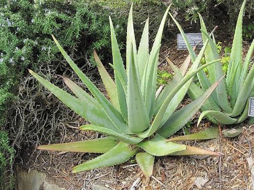 Aloe Vera — ایلو ویرا