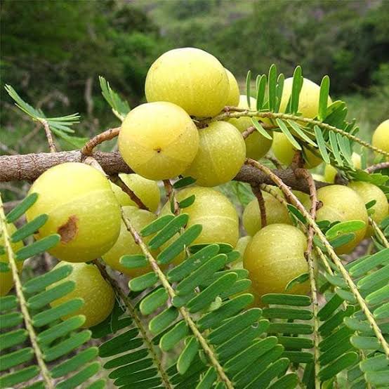 Banarasi Amla — بنارسی آملہ