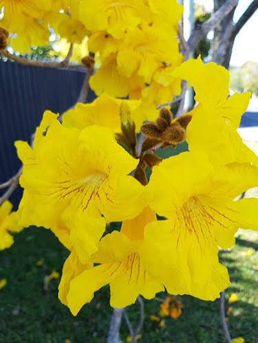 Amaltas — املتاس