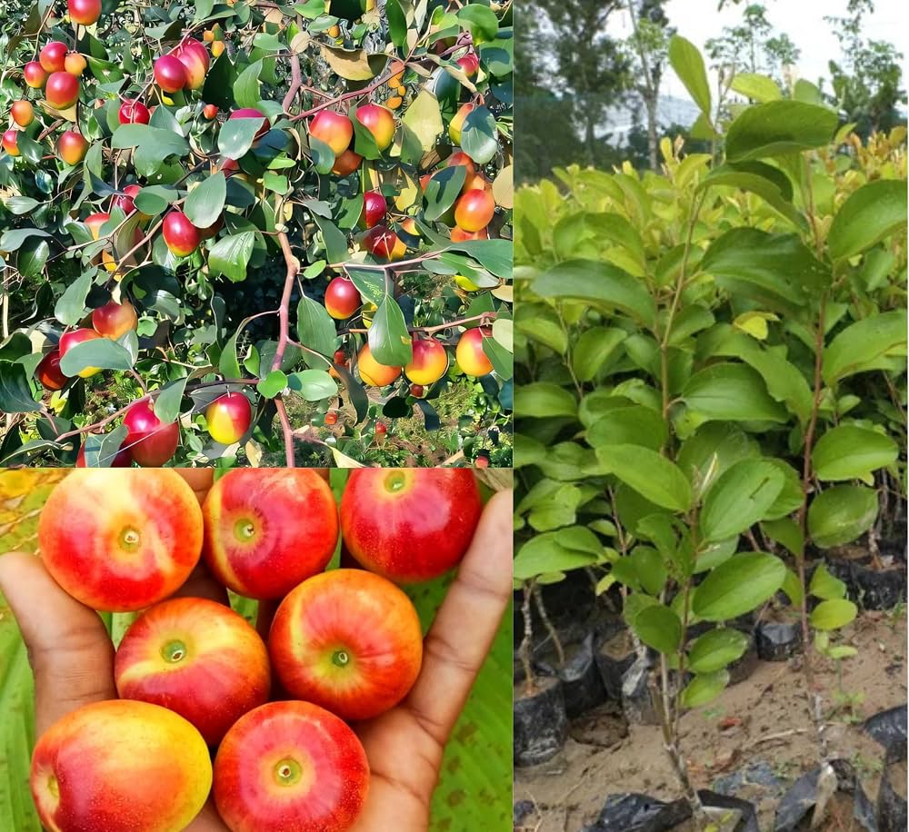 Golden Apple — گولڈن سیب