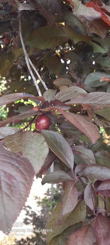 Cherry — چیری
