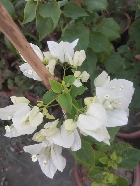 White Bougainvillea — سفید بوگین ویلا