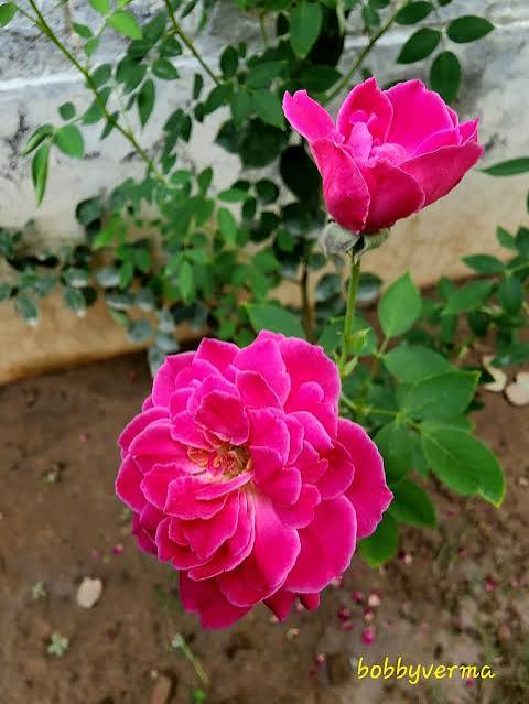Desi Rose Pink Full Fragrance — دیسی گلاب (پر خوشبو)