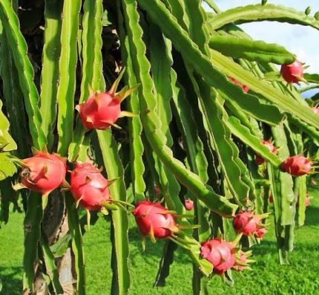 Red Dragon Fruit — سرخ ڈریگن فروٹ