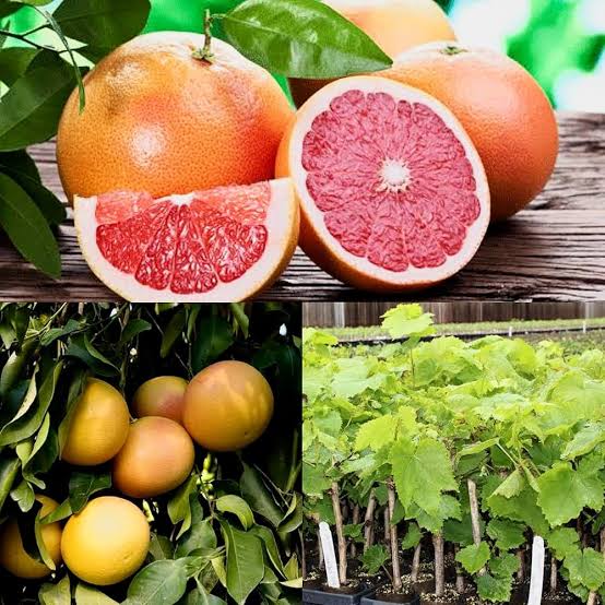 Citrus Gary Friut — گری فروٹ