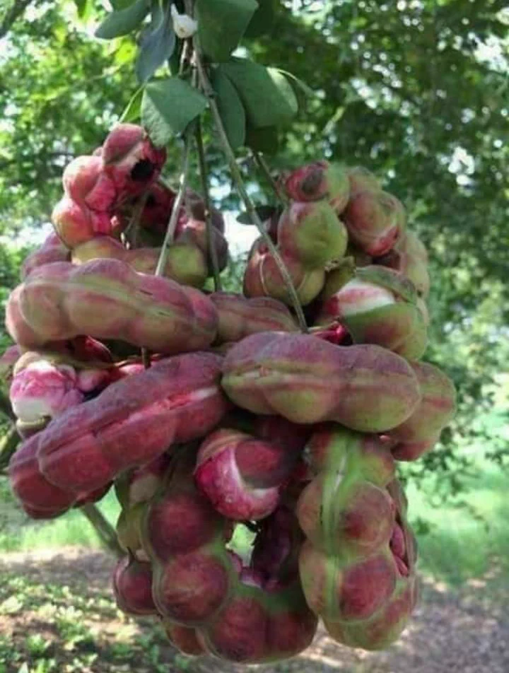 Jungle Jalabi — جنگلی جلابی
