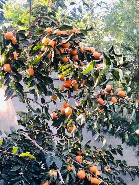 Lokat — لوکٹ