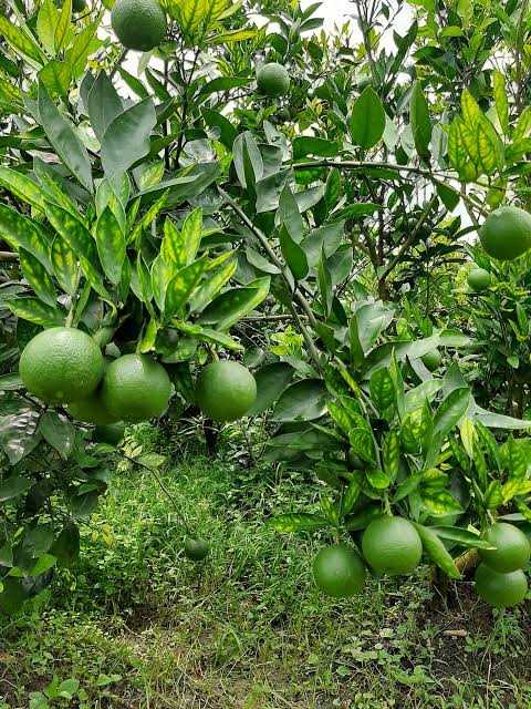 Citrus Malta — مالتا