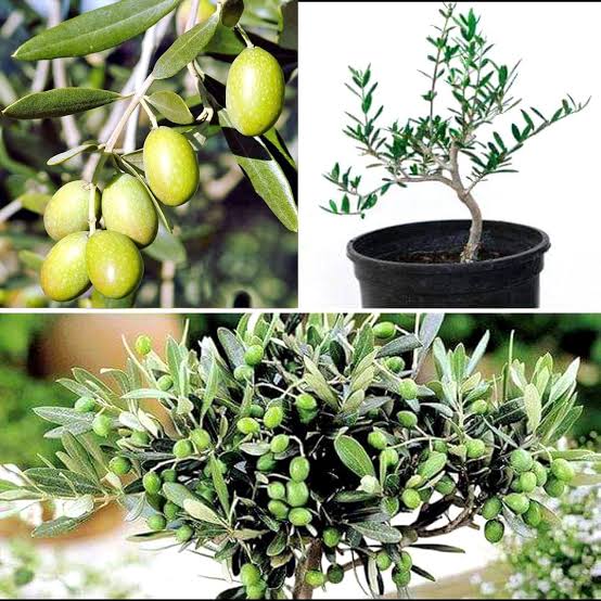 Olive — زیتون
