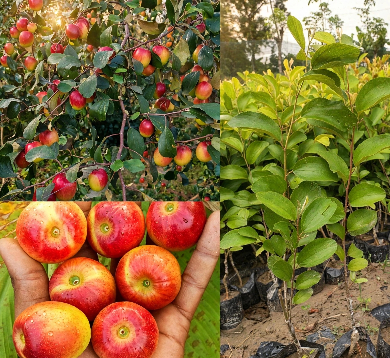 Apple Bair — ایپل بیر