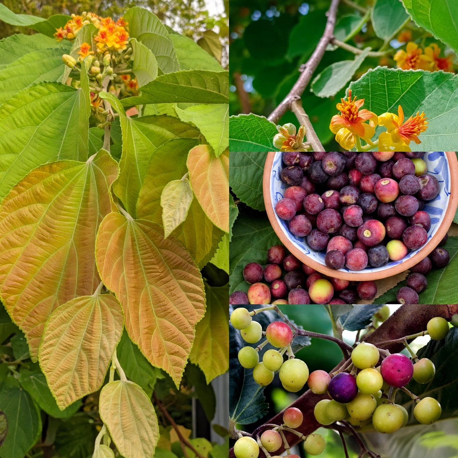 Falsa — فالسہ
