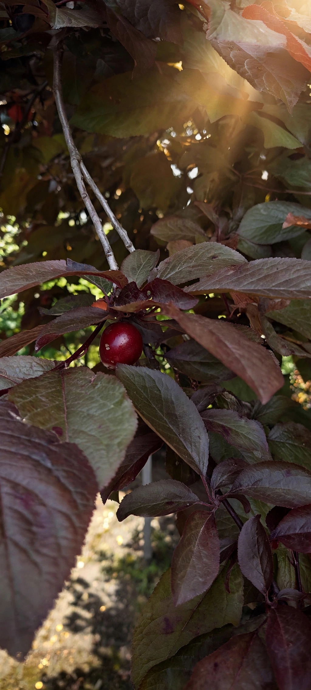 Thai Pink Amrood — تھائی گلابی امرود