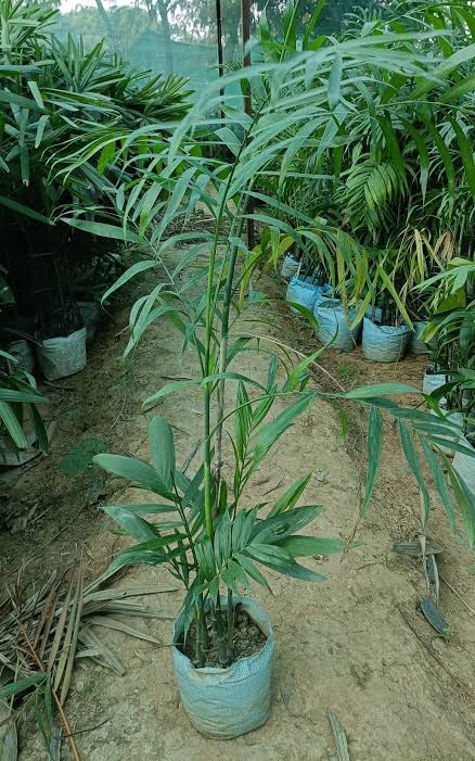 Can Palm — کین پام