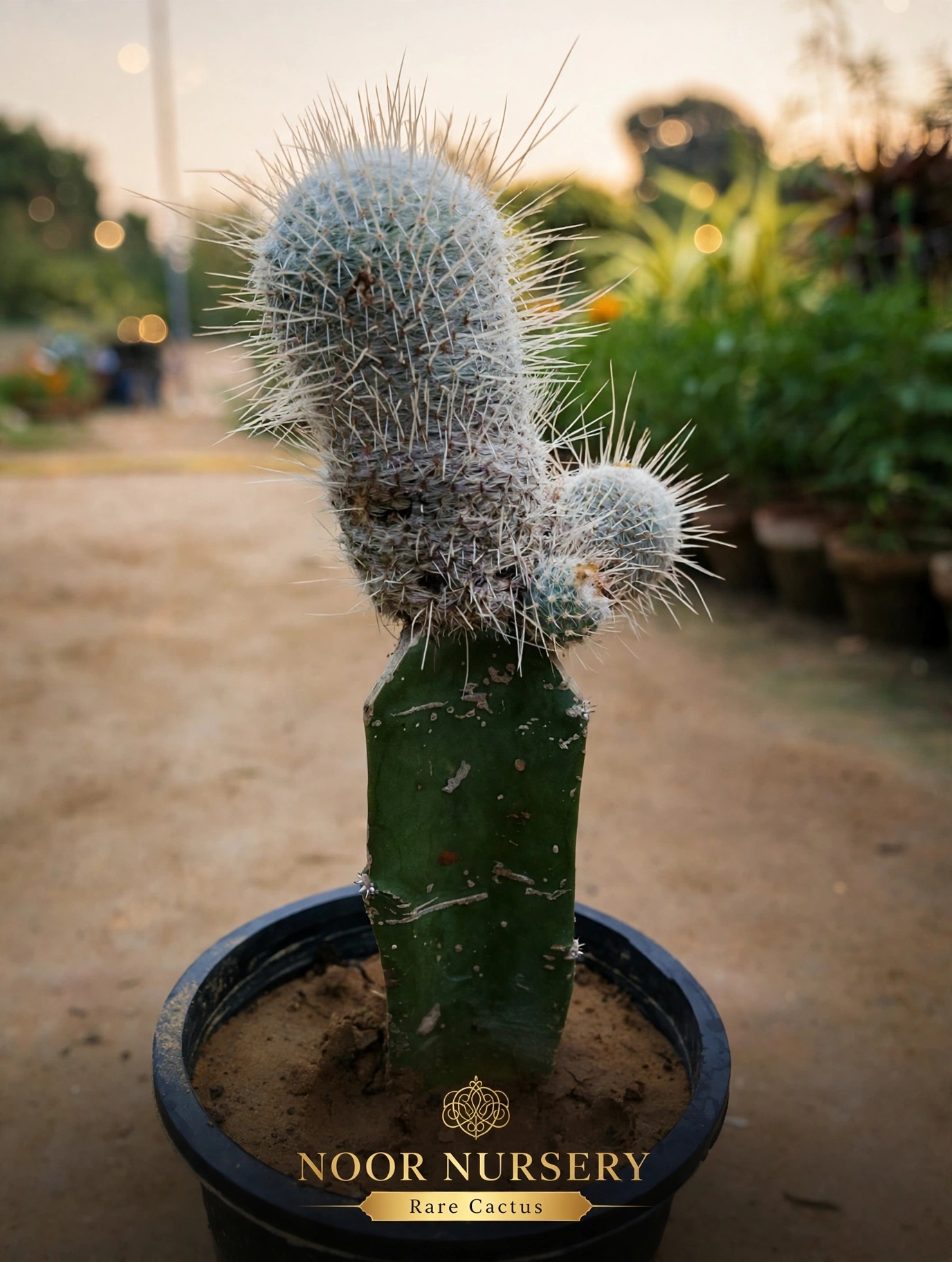 White shiny mammillaria  cactus — سفید  چمکیلا تہمبل کاکٹس