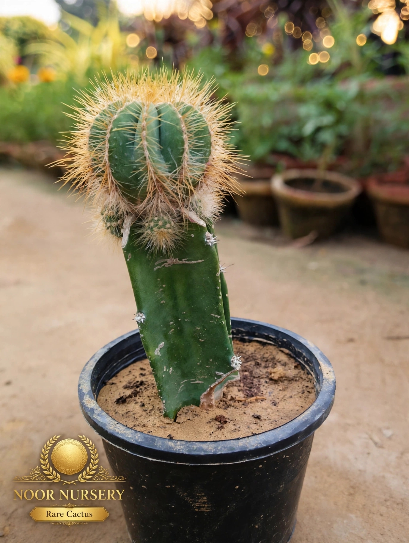 Goldenball cactus — سنہرا کانٹے دار کاکٹس