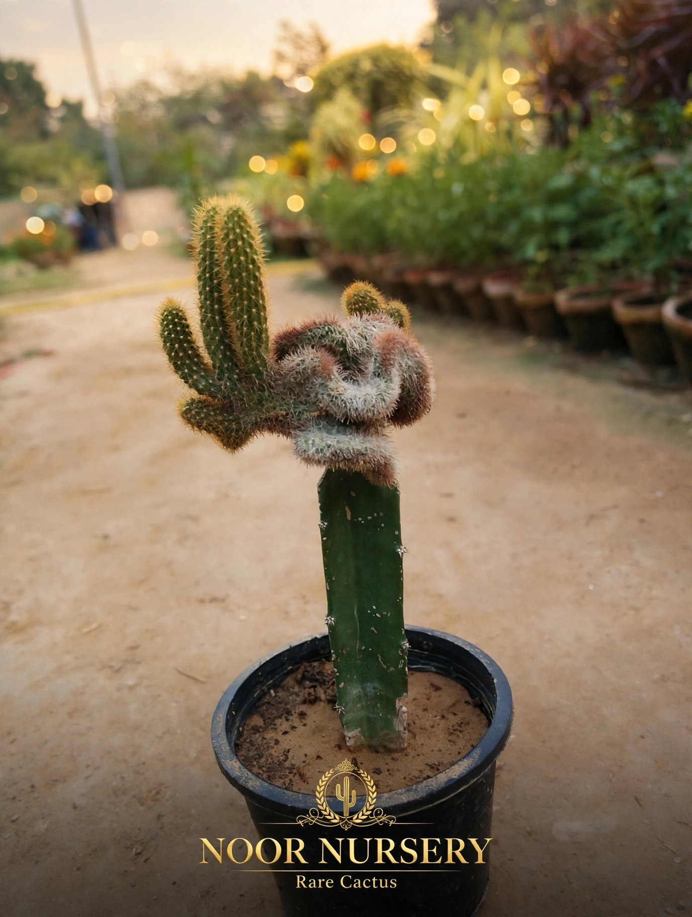Crested cactus with golden spines — سنہری کرسٹڈ برین کاکٹس