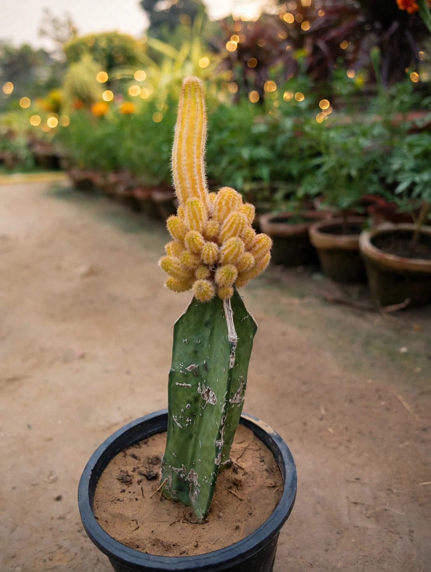Ladyfinger grafted cactus — انگلی دار گرفدڈ کاکٹس