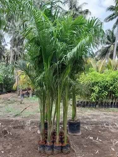 Bottle palm — بوتل پام