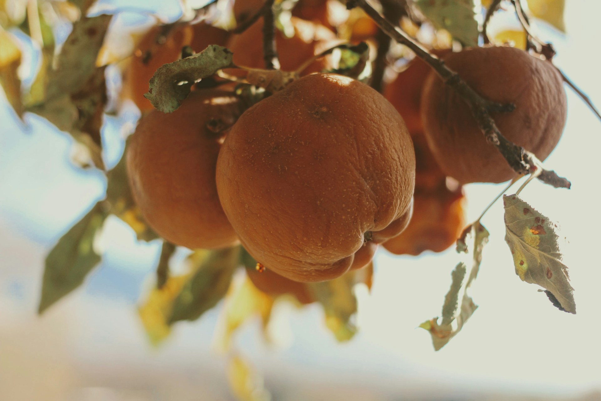 Fermented Foods Around the World: Gut Health Meets Tradition