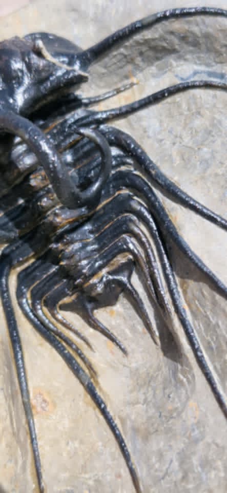 Prepared Devonian Trilobites - Alnif, Morocco