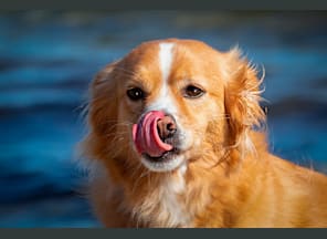 Hundefotografie am Strand