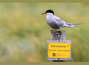 Führung: Die Vogelwelt Pellworms mit dem Rad entdecken Führung: Die Vogelwelt Pellworms mit dem Rad entdecken