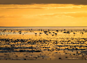 Führung: Pellworm bei Nacht Führung: Pellworm bei Nacht