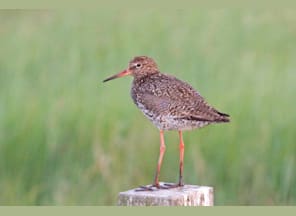 Führung: Die Vögel im Wattenmeer vor Husum Führung: Die Vögel im Wattenmeer vor Husum
