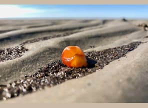 Bernsteinschleifen mit Bestimmung von Strandfunden Bernsteinschleifen mit Bestimmung von Strandfunden