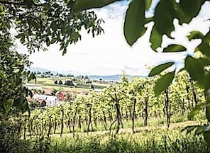 Weinbergführung mit Weinprobe