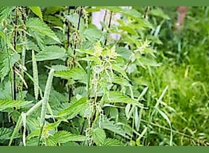Führung "Pflanzenwissen: Was heilt, was schmeckt?"
