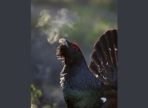 Ausstellung "Faszination Auerhuhn"