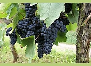 Burgunderweinfest