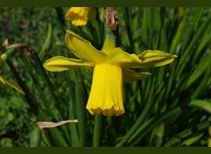 Gartenwissen @hortus für Kinder - Was blüht da eigentlich schon?