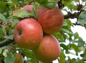 Streuobsttage - interessante Informationen und Angebote rund um Obstwiese und deren Erzeugnisse