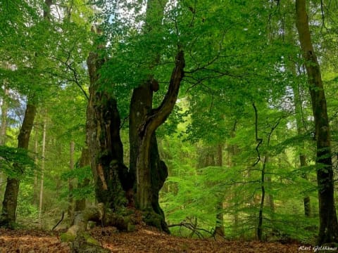 Wildnis im unbekannten Idstedter Forst Wildnis im unbekannten Idstedter Forst