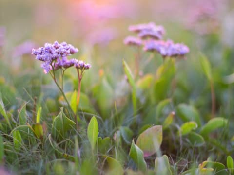 Vortrag: Die Pflanzenwelt am Wattenmeer