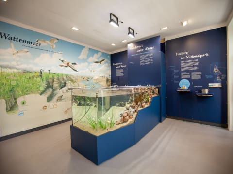 Aquarien-Führung: Wattbewohner hautnah erleben Aquarien-Führung: Wattbewohner hautnah erleben