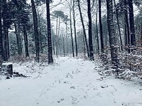 Barbarazweige aus dem Wald – Knospenführung für Senioren