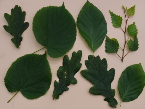 Gartenwissen @hortus für Kinder - Baum-Memory