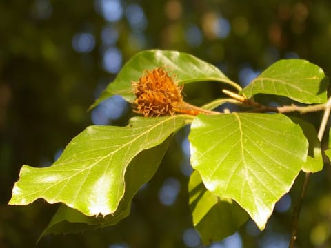 Gartenwissen @hortus - Bäume erkennen Gartenwissen @hortus - Bäume erkennen