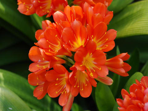 Gartenwissen @home - Zimmerpflanzenpflege