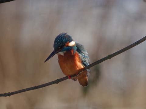 Gartenwissen @hortus - Vögel in der Stadt Gartenwissen @hortus - Vögel in der Stadt