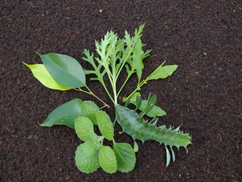 Gartenwissen @hortus für Kinder - Pflanzenvermehrung im Kinderzimmergewächshaus Gartenwissen @hortus für Kinder - Pflanzenvermehrung im Kinderzimmergewächshaus