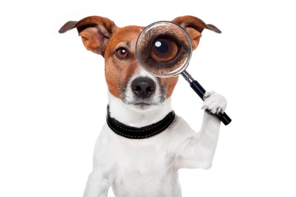 Krimitour mit Hund Krimitour mit Hund