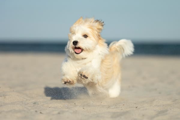 Hundefotoshooting am Hundestrand Hundefotoshooting am Hundestrand