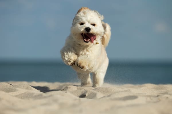 Hundefotoshooting am Strand Hundefotoshooting am Strand