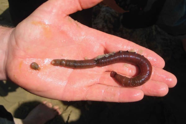 Kleine Wattwanderung auf Amrum